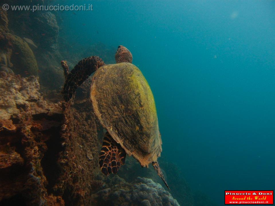 Djibouti - Immersioni a Gibuti - 20.jpg